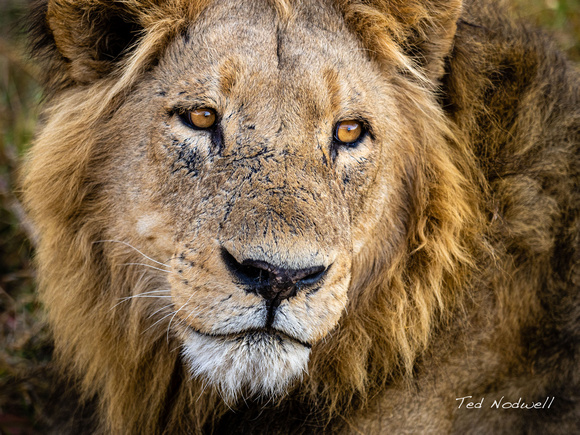 Warrior, Botswana